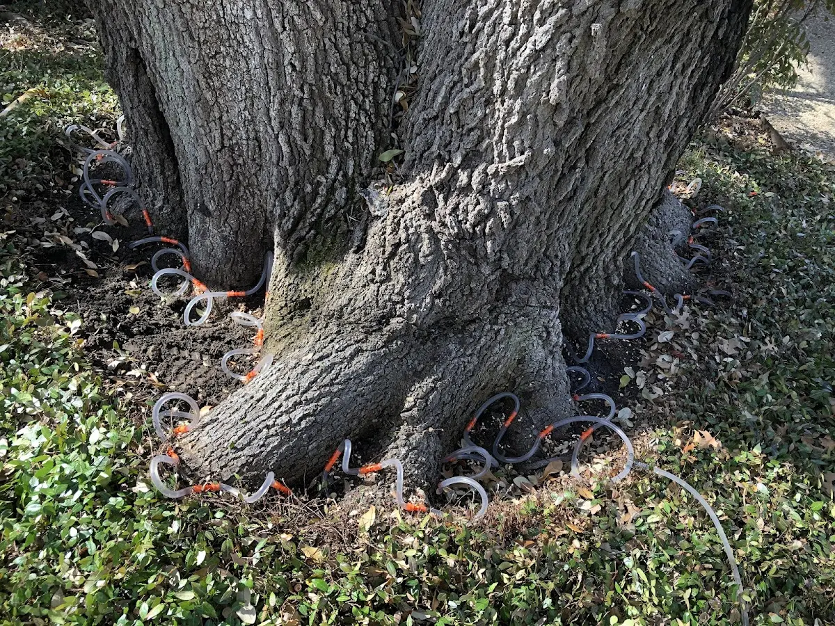 Detailed Tree Cabling and Bracing job site in Goodrich